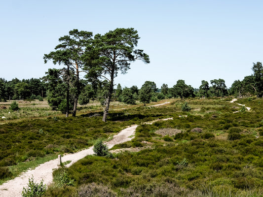 Kalmthoutse heide (Schapenpad) - 8.1km