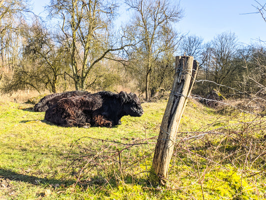Hobokense Polder (Antwerp) - 7.2km