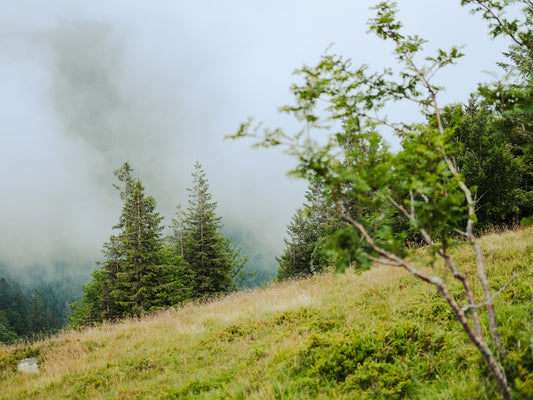 Le Hohneck / Sentier Des Roches (Vosges, France) - 13.4km